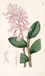 Dendrobium hasseltii